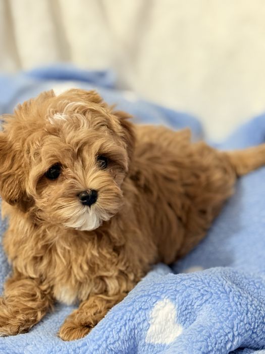 Мальтипу мини щенок!