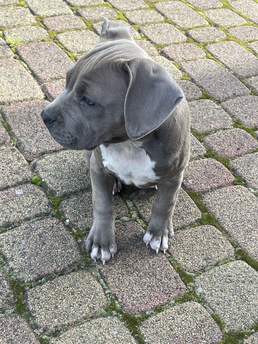 Szczeniak rasy American Staffordshire Terrier