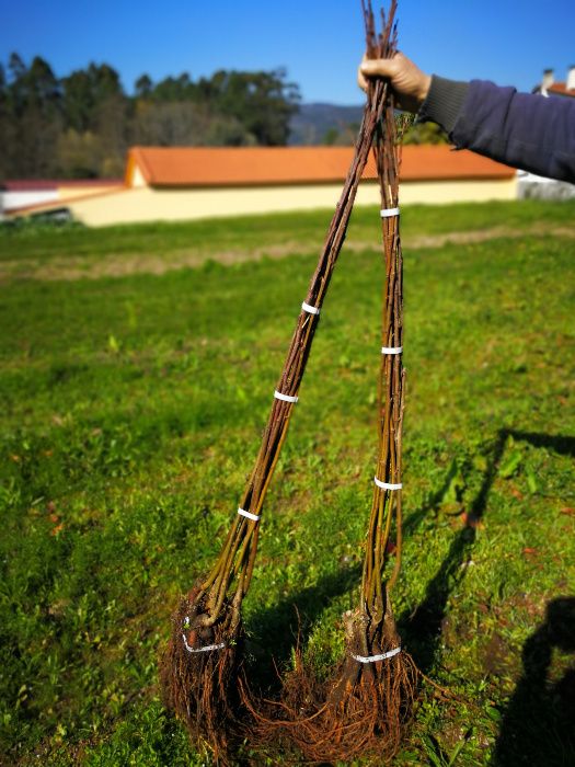 Castanheiros Bravos e Enxertados