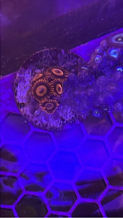 Frags corais 15€ a maior parte deles - Para aquário de água salgada