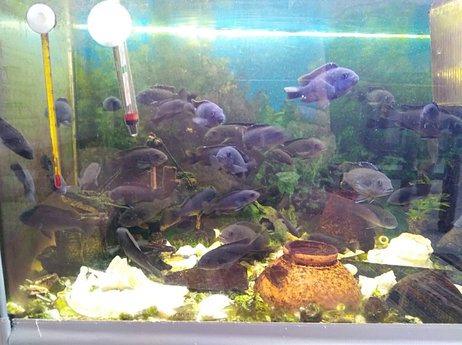 Ciclídeos africanos 7€