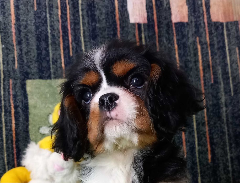 Кавалер кінг чарльз спаніель