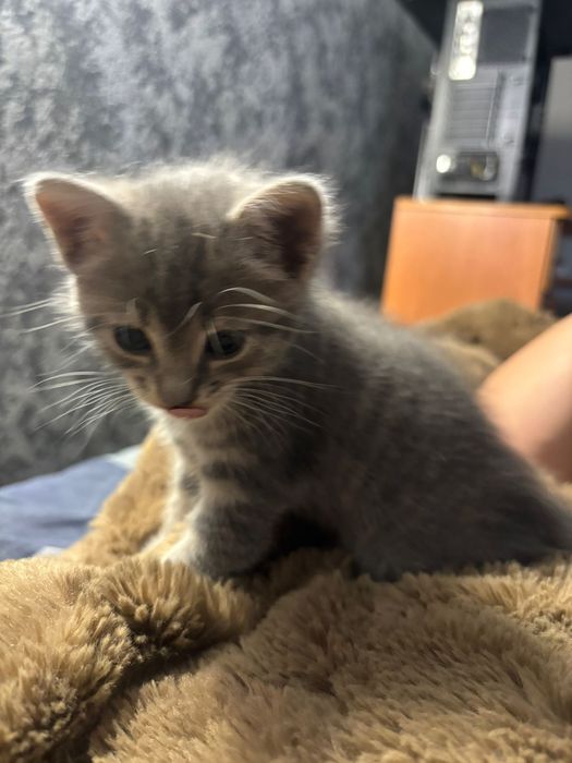 Котята в добрі руки кошеня
