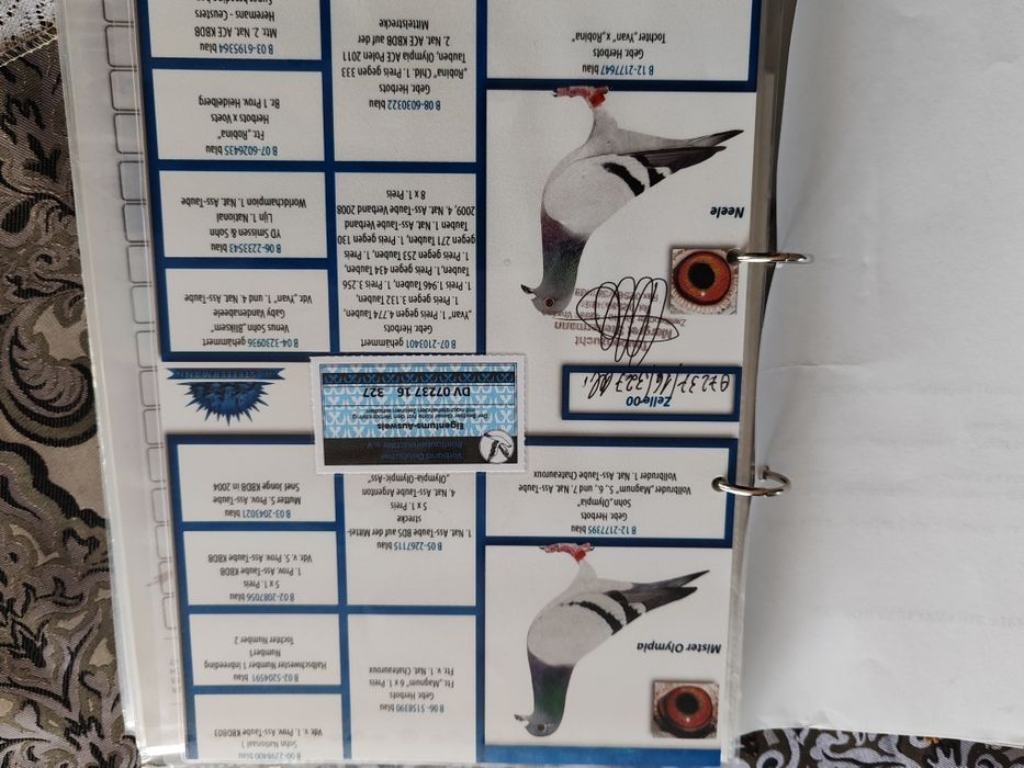 Gołębie ze znanych hodowli.