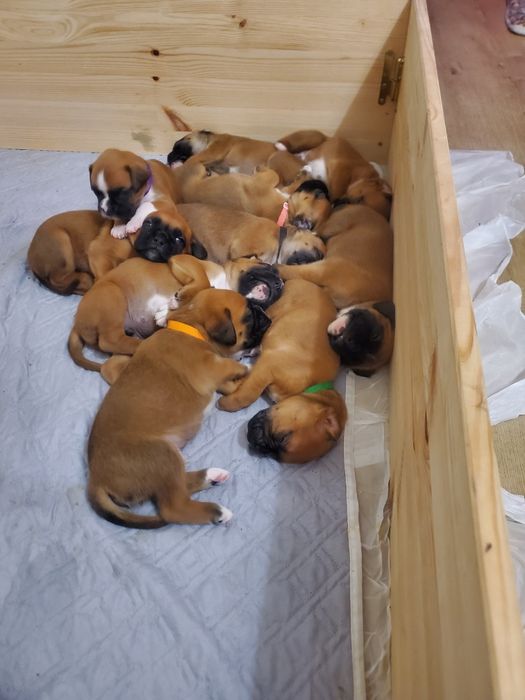 Ninho/ caixa parideira (boxer)
