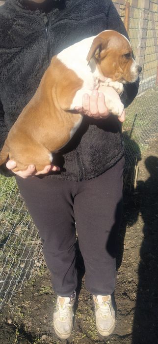 Стаффордширський бультер'єр