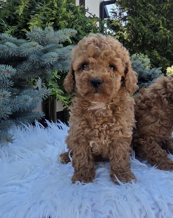 Cavapoo F1B Samczyk