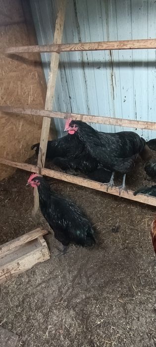 Australorp koguty