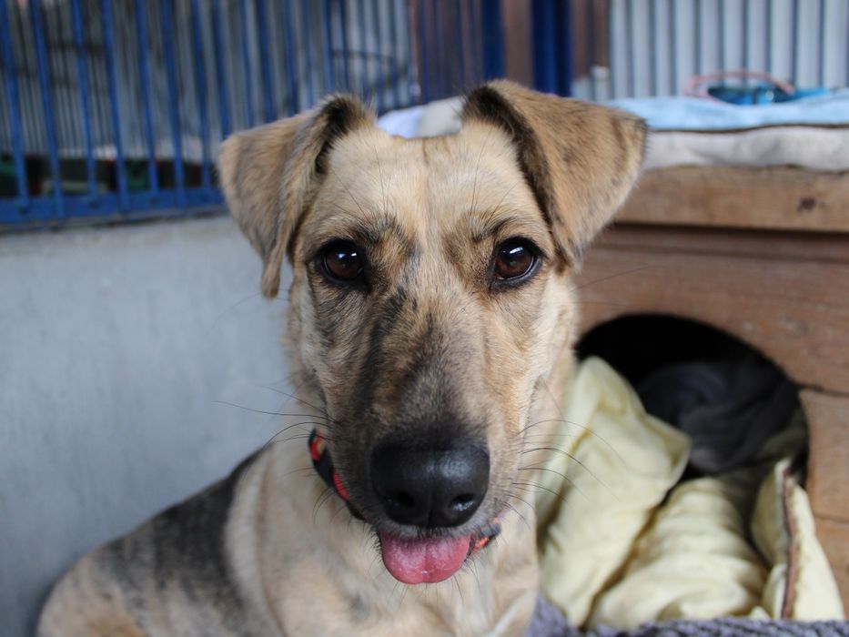 Nala - wyjątkowej urody, niewielka sunia, wróciła z adopcji!