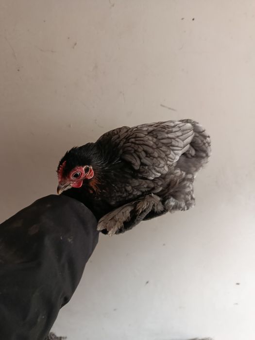 Кокинхинчики инкубационное яйцо