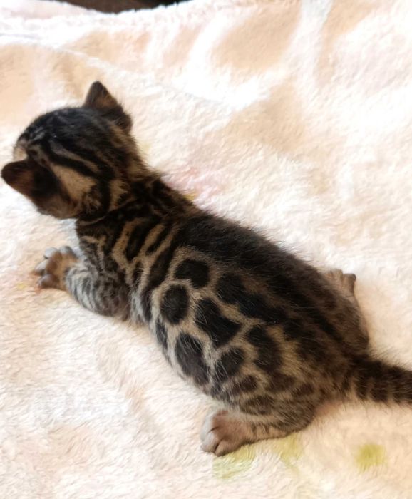 Бенгальські кошенята