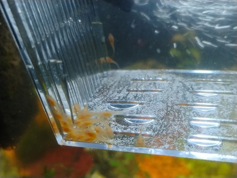 Młode zbrojniki złote Ancistrus