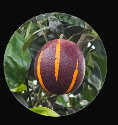 Citrinos Raros Plantas Certificadas