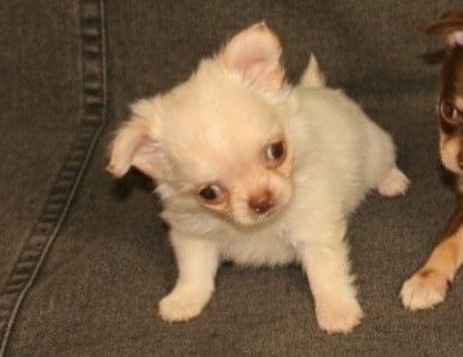 Девочка чихуахуа , пушистик !