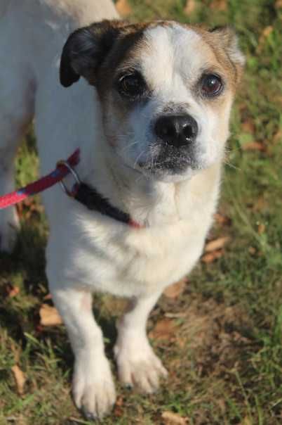 Bandziorek malutki, starszy piesek marzy o ciepłym domu - schronisko