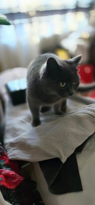 Британець короткошерстний