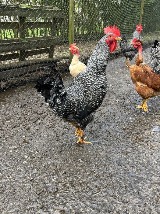 Vendo galos de raça pedrês