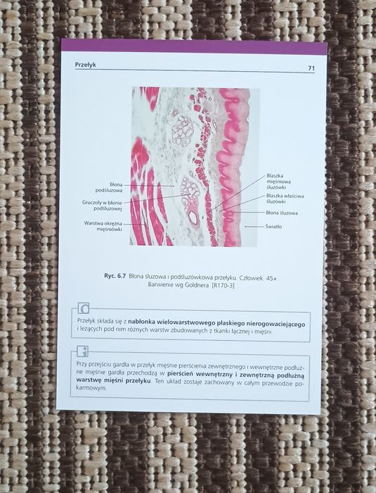 Fiszki Sobotta histologia