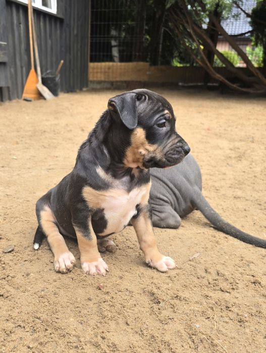 American bully XL sunia