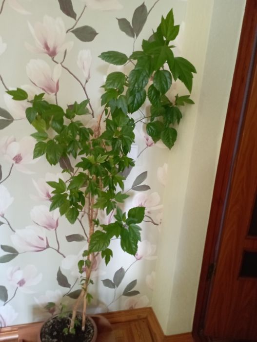 Продам китайську розу