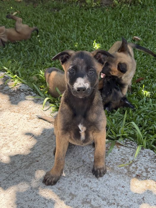 Pastor belga Malinois Puro Casa do Tavarsbull