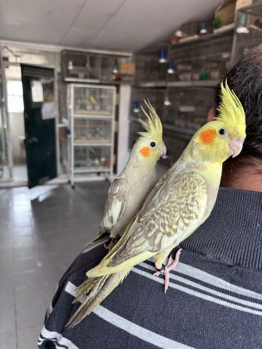 Caturras bebes, criadas à mão