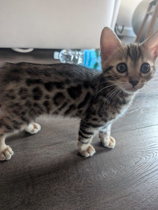 Котята бенгальські