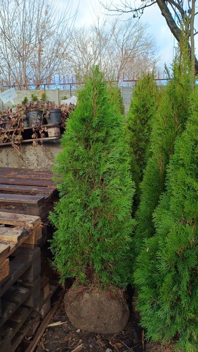 Великі Ялини.220см 3000гр