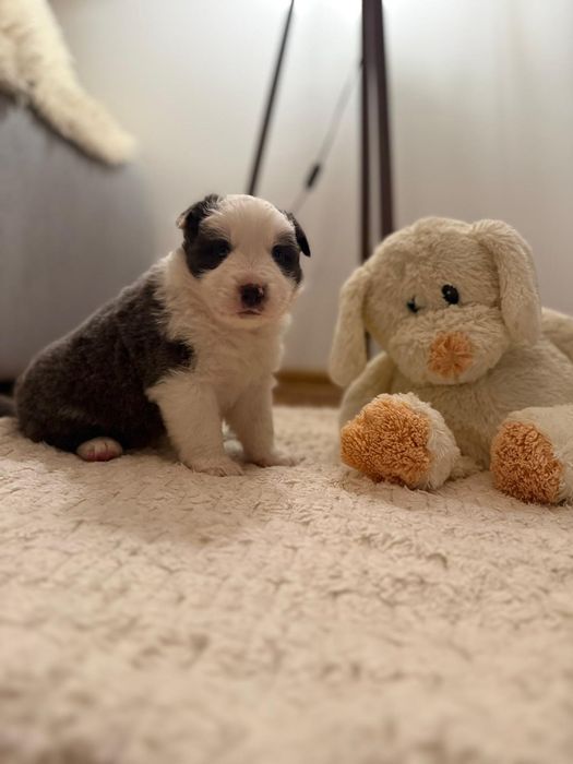 Border Collie szczenięta ZKwP FCI