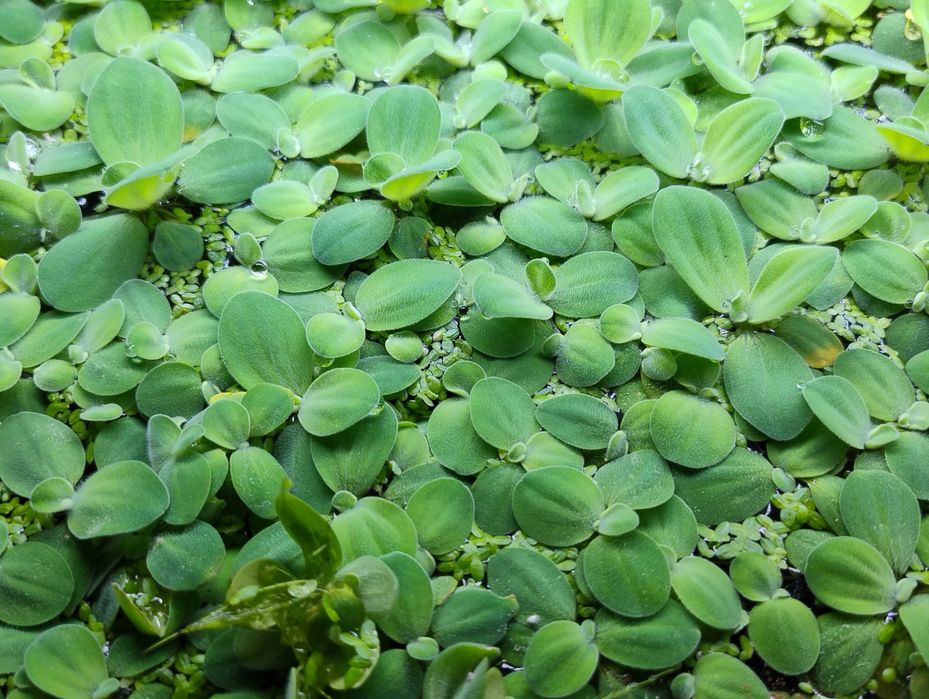 Pakiet 50 szt. młodych roślin pływających Pistia  do akwarium