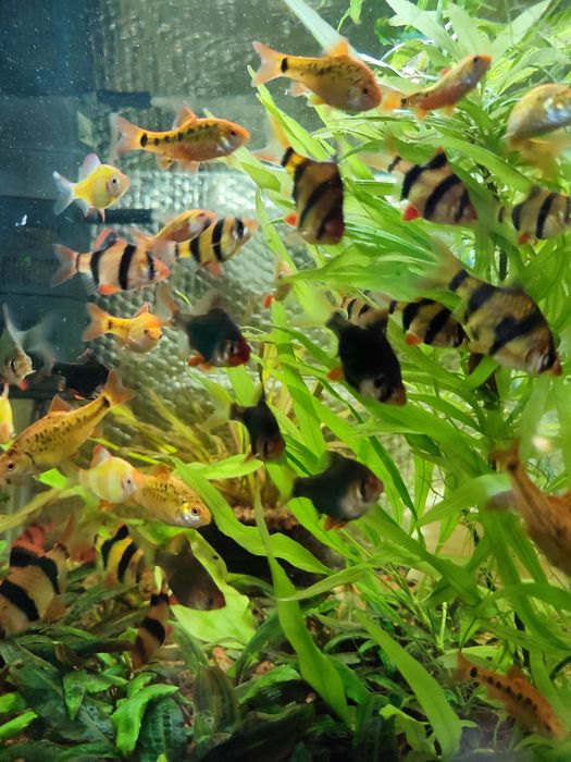 Аквариумная рыбка