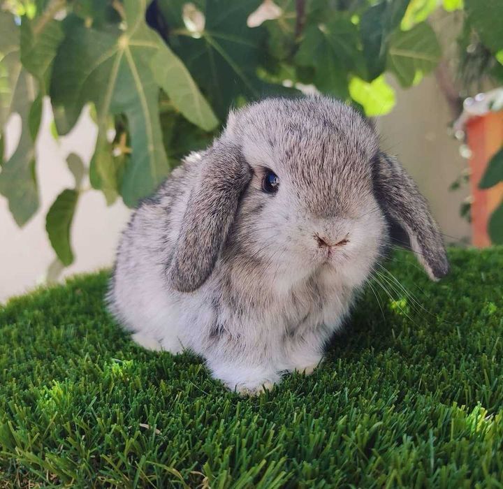 KIT Coelhos anões mini loop, orelhudos lindíssimos e muito dóceis