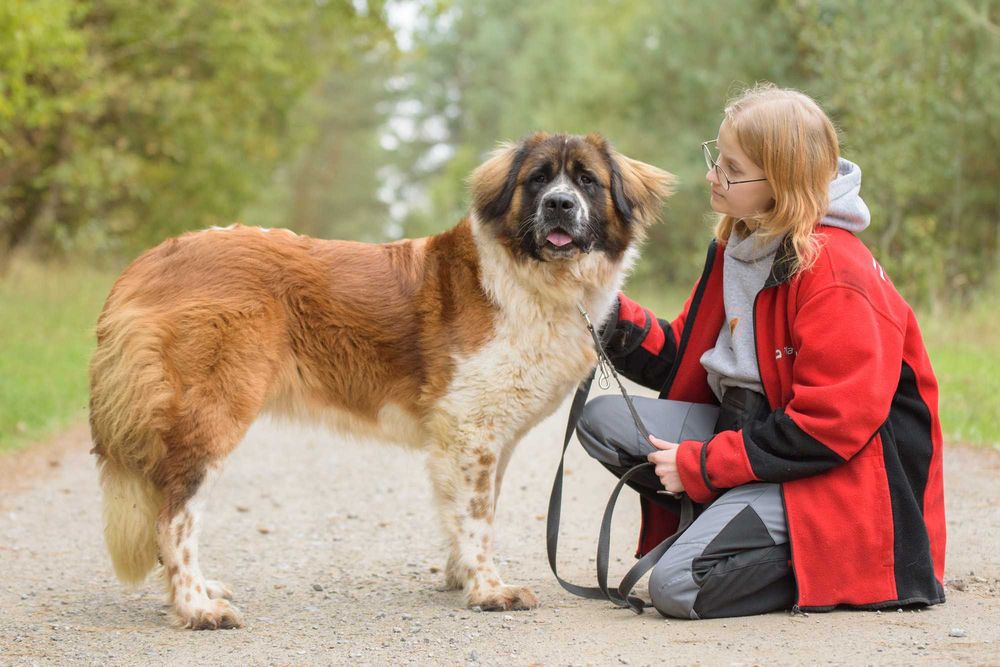 QUEEN - cudowna dama w typie bernardyna