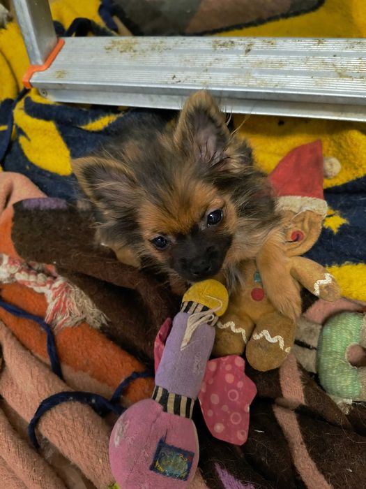 Sunia rasy pomeranian bardzo malutka.