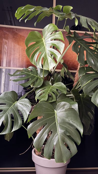 Kwiat monstera zestaw duża dziurawa