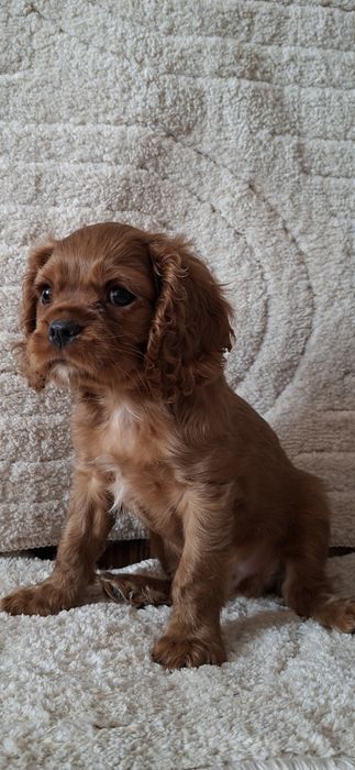 Cavalier Charles Spaniel samiec ruby