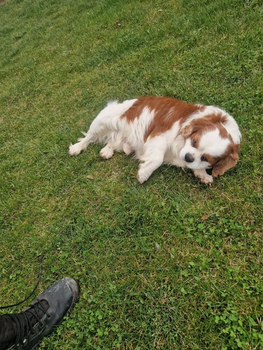 Cavalier pies blenheim