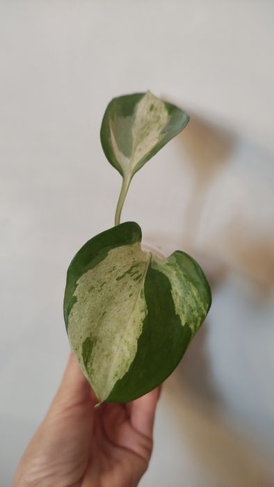 Епіпремнум happy leaf