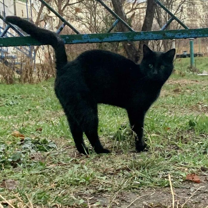 Отдам черного кота, 3 года, кастрирован