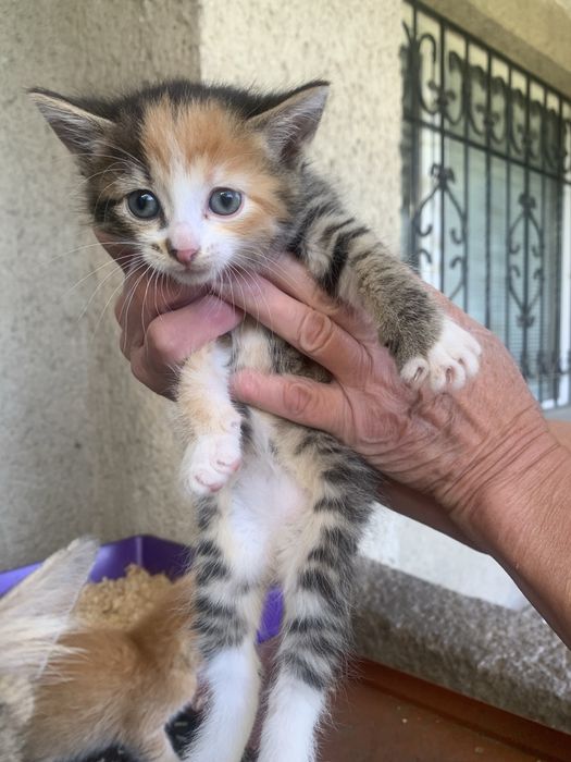 Маленькі кошенята