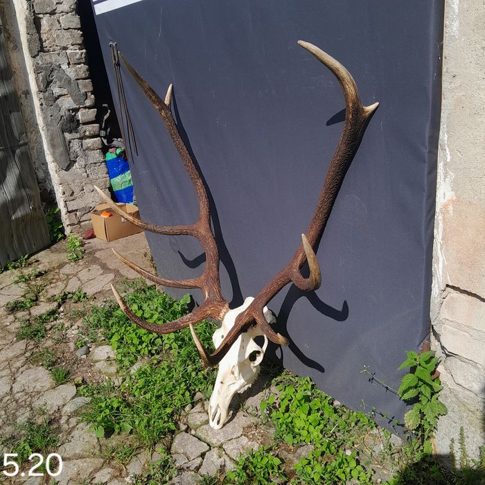 Wieniec poroże zrzuty rogi