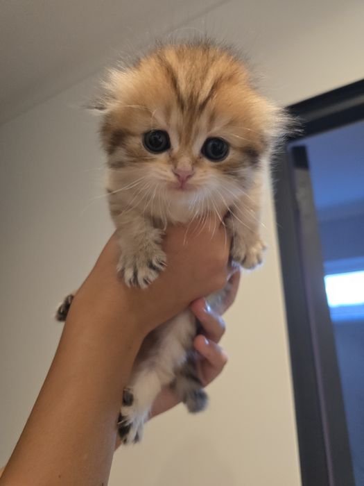 Scottish fold-straight