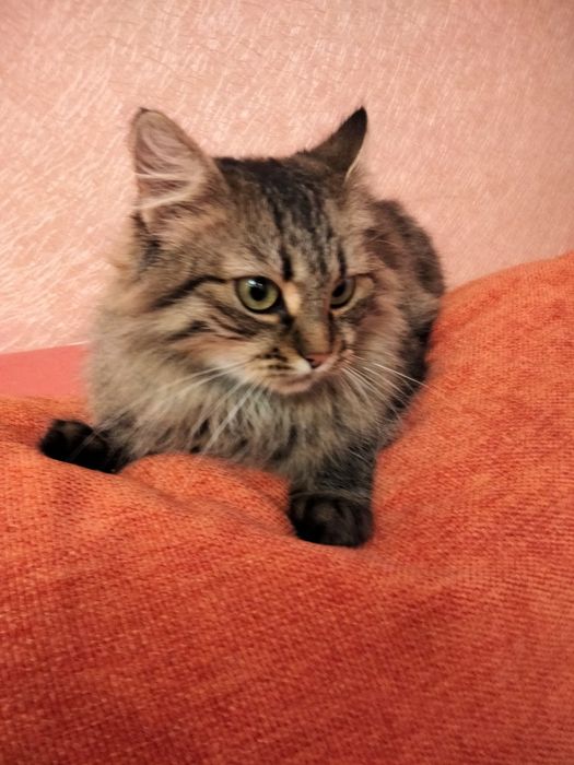 Незламна киця шукає нову подину