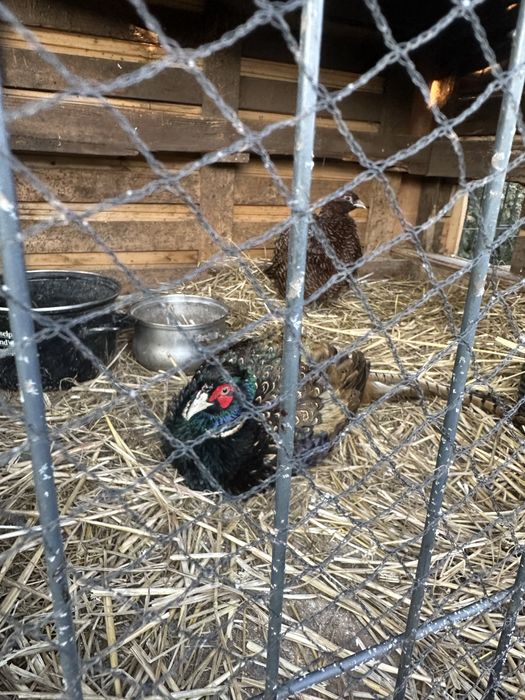 Sprzedam Bażanty -samiec i samiczka