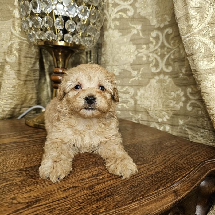 Хлопчики і дівчятка мальтіпу шукай те нас в інстограм