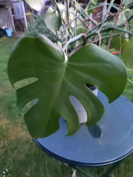 Monstera deliciosa