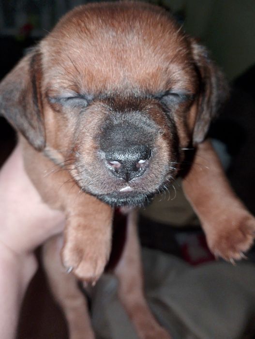 Oddam  szczeniaczki w dobre ręce