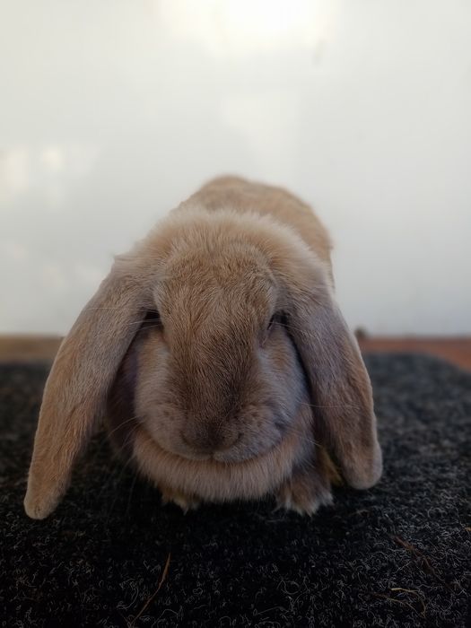 Кролики-Кролі Французький Баран французский