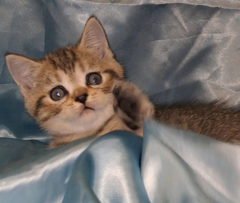 Шотландский котик табби