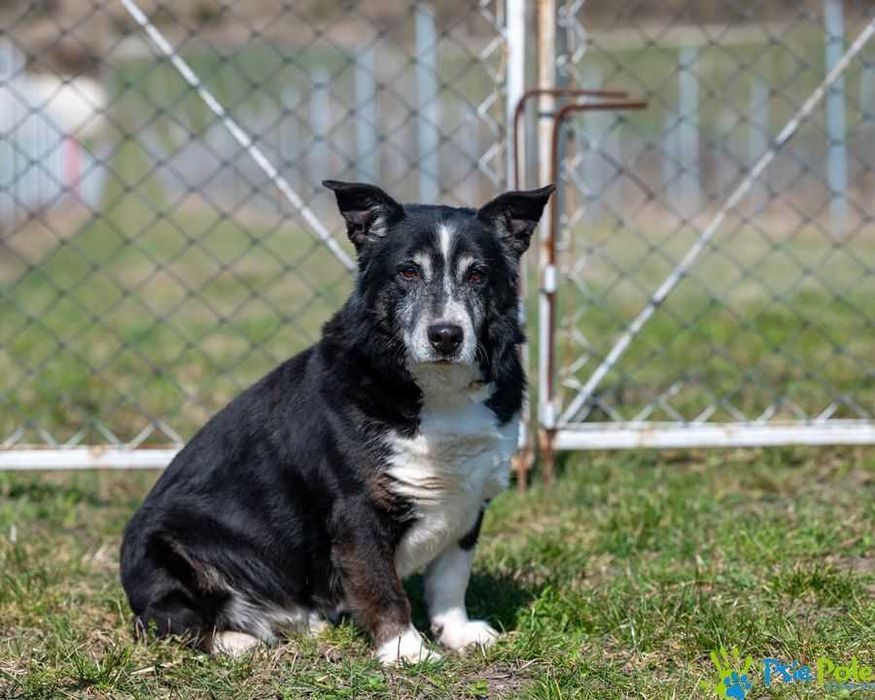 Uroczy grzeczny CASANOVA